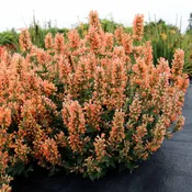 Agastache ‘Peach Pearl’