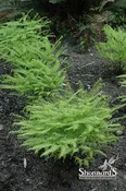 Adiantum Aleuticum Western Maidenhair Fern 1 Gal