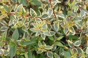 Abelia grandiflora ‘Sunrise’