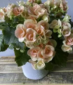 Blooming Plant