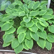 ‘Golden Tiara’ Hosta