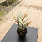 Alpinia luteocarpa 'Red Rubin'