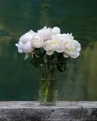 Blush Peony Box - 50 Stems