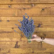 English Lavender - Short — Charles Little and Company LLC