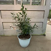 10″/2.25G Camellia Tea Plant in Deco Pot