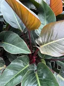 Philodendron 'Rojo Congo' — Excelsa Gardens