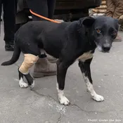 Funded: Ukraine Dog Injured by Russian Drone Needs Emergency Care