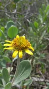 Borrichia frutescens (Sea Oxeye) SKU-BORFRU