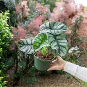Alocasia baginda 'Silver Dragon'