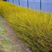 Golden Yellow Twig Shrub Dogwood