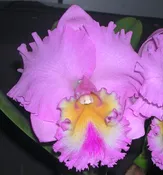 Rlc. Mem. Julia Spencer 'Joy' x Rlc. Mishima Vintage 'Your Best'