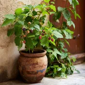 Dwarf Everbearing Mulberry in a 4 Inch Pot Tennessee Grown