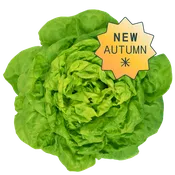 Butterhead Lettuce