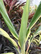 Amaryllis Hawaiian Ti Plant (cordyline)