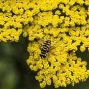 Achillea Moonshine Yarrow