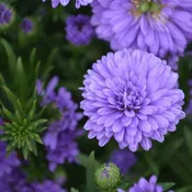Aster novi-belgii 'Henry III Purple' ~ Henry III™ Purple Aster