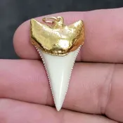 18ct Gold Plated Modern Great White Shark Tooth – modgldgw-1