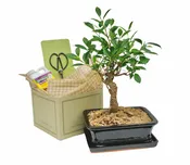 Bonsai Starter Kit — Cactus & Tropicals