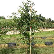 Acer Truncatum