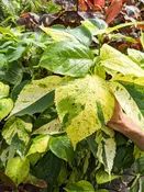 Kona Gold Sunset Shrub (acalypha sp.)