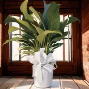 Serene Spathiphyllum 10"