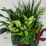 Dish Garden in ceramic container...