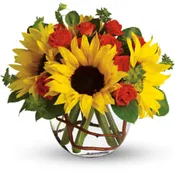 sunflower delight  today