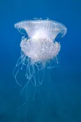 Crown Jelly (Jellyfish) – Natural Light Hawaii Photo Print