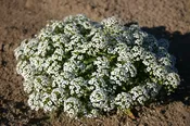 Alyssum – Sweet Carpet of Snow
