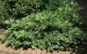 Southern Living – Creeping Yew #3 Gallon