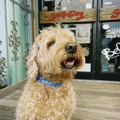 SD Collar — Salty Dog Surf Shop