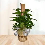 Playful Pothos Plant