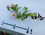 Ampelaster carolinianus (Climbing Aster)