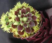 AEONIUM “COPPER KETTLE”
