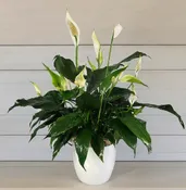 ELEGANT COMFORT PLANTER