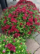 12" Red Annual Mum Patio Pot