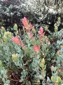 Arctostaphylos glauca 'Canyon Blush', Big Berry Manzanita