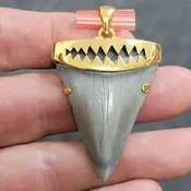 18K Gold Plated Cap Extinct Great White Tooth Necklace Pendant – EGWGLDCAP-5