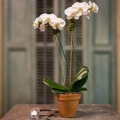 Orchid double-spike