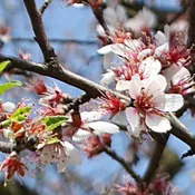 All in One Almond