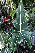 Alocasia 'Sarian'