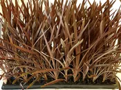 Cordyline 'Red Sensation' 72 cell