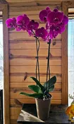 DOUBLE STEM ORCHID