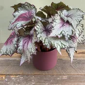 Plum Rex Begonia
