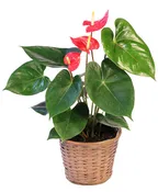 ANTHURIUM HOUSE PLANT