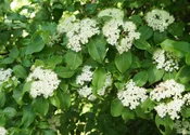 Rusty Blackhaw Viburnum