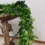 Cocculus, Pittosporum & Podocarpus