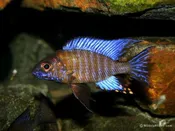 Ethelwynnae Peacock Cichlid