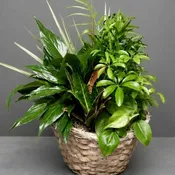 Dish Garden 10inch