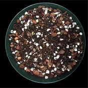 Flori-Culture Classic Aroid & Hoya Mix